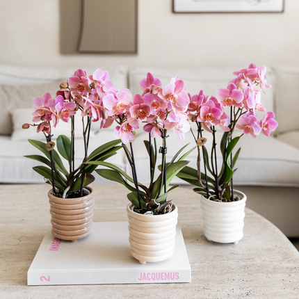 KOMBI-TILBUD på 4 lyserøde Phalaenopsis orkideer - Treviso - Ø9 cm | blomstrende stueplante