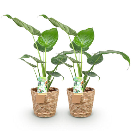 Alocasia Cucullata - Buddha's Hand - with basket - ↕60-65cm - Ø17cm - 2x