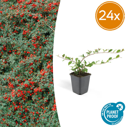 Cotoneaster dammeri 'Major' - Dwergmispel - ↕25cm - Ø9cm - 24x