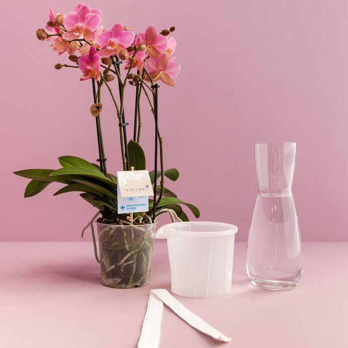 Kolibri Home | Como sierpot incl. watergeefsysteem - 3x Ø9cm