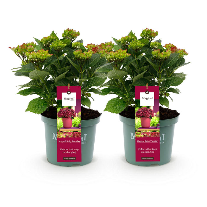 Terrasplant - Hortensia - Hydrangea Magical Teusday & Saphire - Rood - 6-10 Bloemen - 2 Planten - Pot 23cm Hoogte 55cm