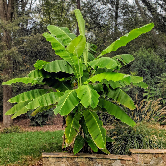 Fruitplant - Japanse vezelbanaan - Musa Basjoo - Winterhard - 2 planten - Pot 15cm Hoogte 50cm