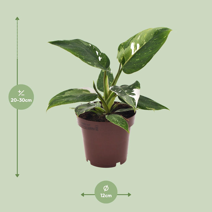 Philodendron White Princess - ↕25cm - Ø12cm