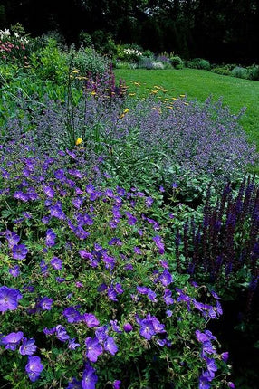 Geranium 'Johnson's Blue' - Ooievaarsbek - ↕10-25cm - Ø9cm - 24x