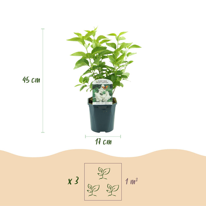 Syringa vulgaris mme Lemoine - Lilla comune - ↕45cm - Ø17cm