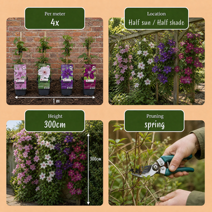 Clematis Rainbow - Bosrank 8x - Paars - Rood - Roze - Wit - Klimplant - Ø9cm - ↕35cm