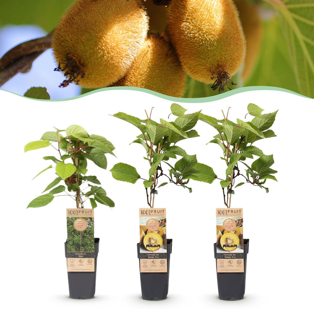 Green boutiQ - Pianta da frutto - Actinidia Weiki e Kiwi Dorato - Pianta di kiwi - 1 maschio - 2 femmine - Piante - Giallo - Vaso 15 cm - Altezza 50 cm