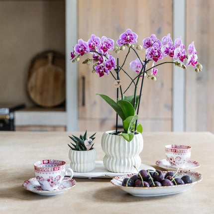 Kolibri Orchids | Roze-paarse Phalaenopsis orchidee - Diamond El Salvador - bloeiende kamerplant - vers van de kweker - Ø9cm