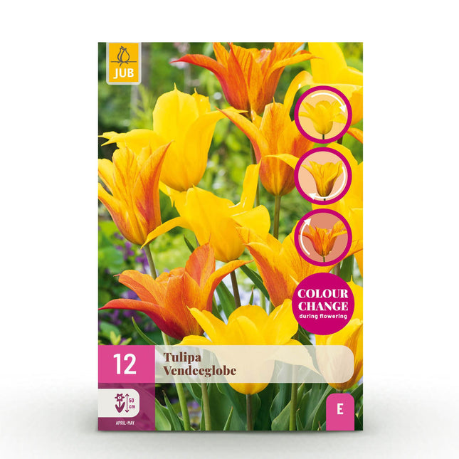 Bulbi da fiore - Tulipano Vendée Globe - Colore giallo - 12 pezzi - Misura bulbo 11/12 - Confezione XXL