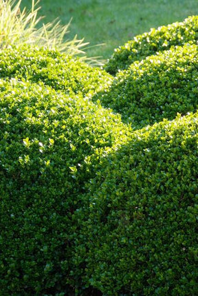 Buxus Sempervirens - ↕10-25cm - Ø9cm - 12x