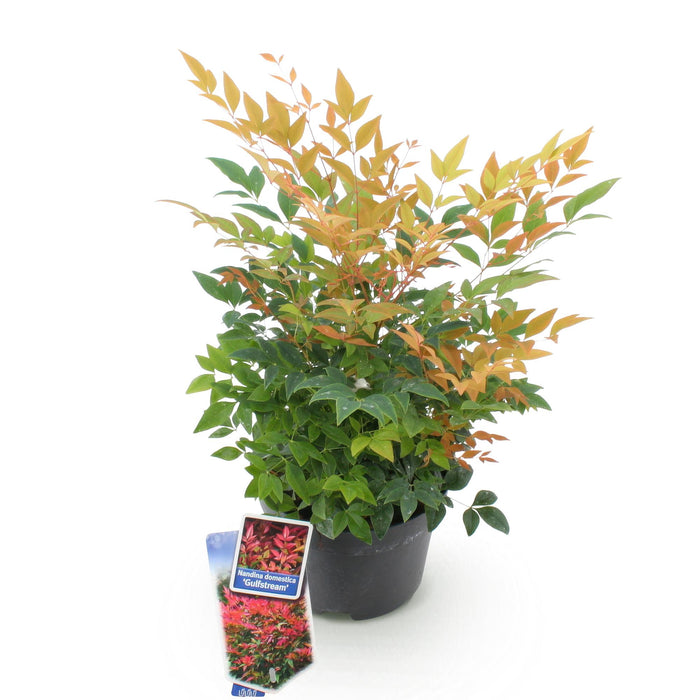 Nandina Gulfstream - Oranje - 1 Plant - Groenblijvend - Weinig Onderhoud - Pot 17cm Hoogte 45cm
