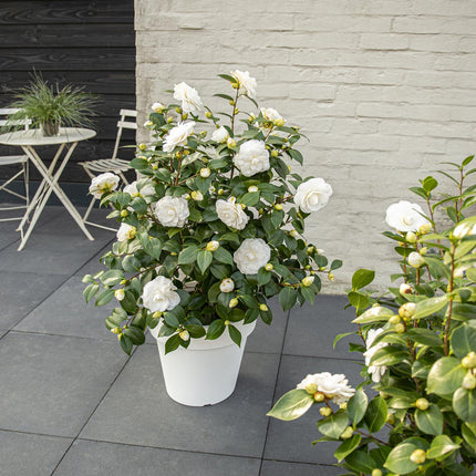 Camellia Japopnica 'Nuccio's Gem' - ↕65cm - Ø19cm