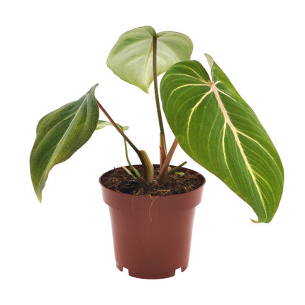 Philodendron Gloriosum - ↕25cm - Ø12cm