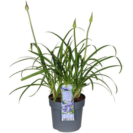 Agapanthus 'Ever Sapphire' - lilia afrykańska - ↕30cm - Ø19cm