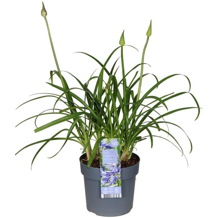 Agapanthus 'Ever Sapphire' - Afrikaanse Lelie - ↕30cm - Ø19cm