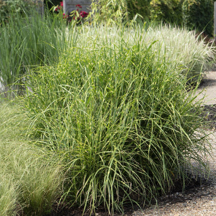 Miscanthus sinensis Strictus - Prachtriet - ↕60cm - Ø23cm