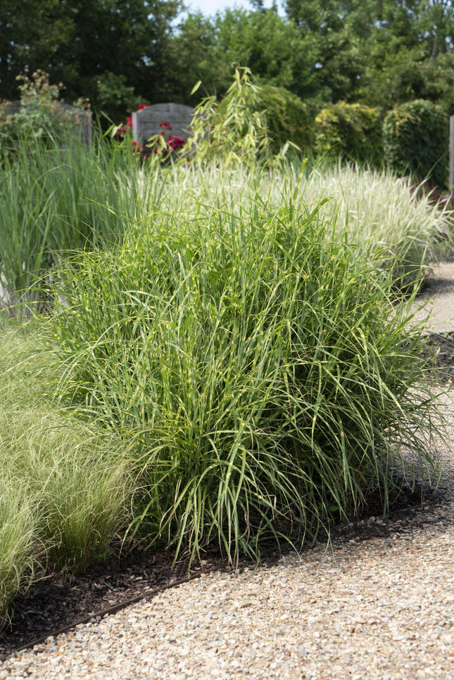 Miscanthus sinensis Strictus - Prachtriet - ↕60cm - Ø23cm