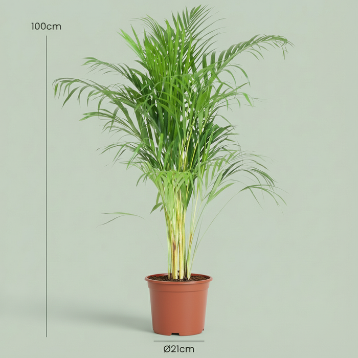Areca Palm - Dypsis Lutescens - Goudpalm - ↕90-100cm - Ø21cm