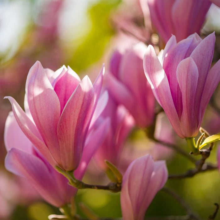 Magnolia Heaven Scent - Bloem Roze - 3 Planten - Bladverliezend - Weinig Onderhoud - Pot 12cm Hoogte 30cm