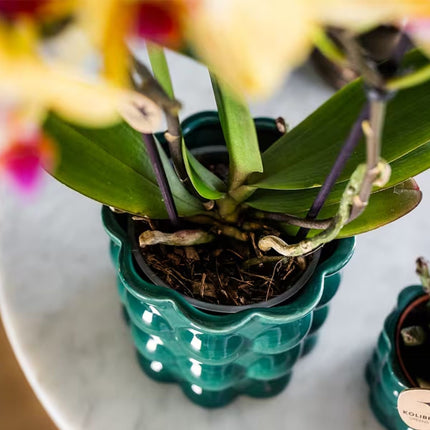 Kolibri Orchids | Plantenset Cotton Groen - Gele Phalaenopsis Orchidee Blossom Lima & Stapelia Leendertziae