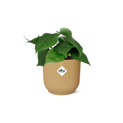 Philodendron Scandens + elho Vibes Fold Ø14cm yellow