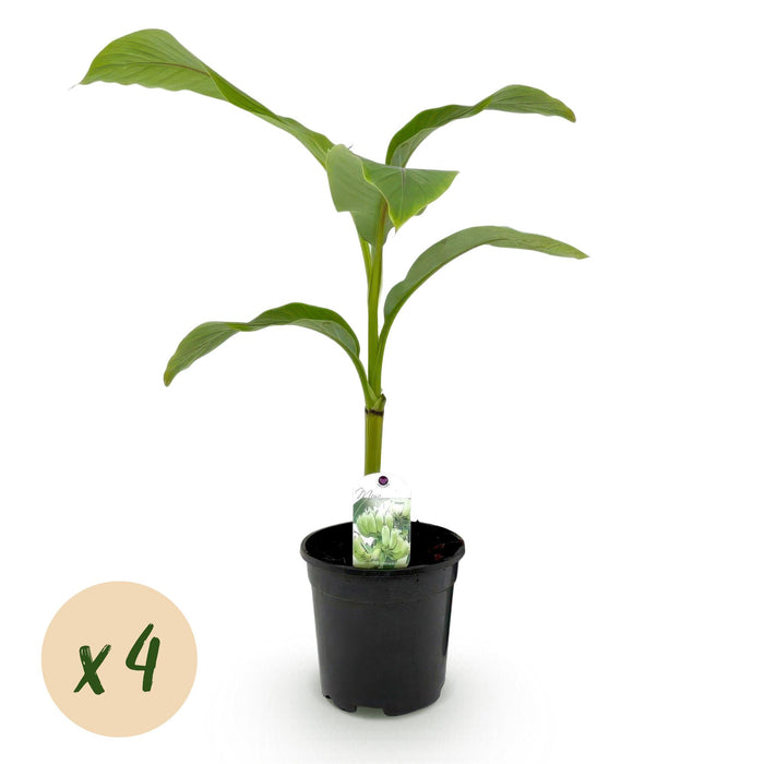 Fruitplant - Bananen plant - Musa Basjoo - Winterhard - 4 planten - Pot 17cm Hoogte 40cm