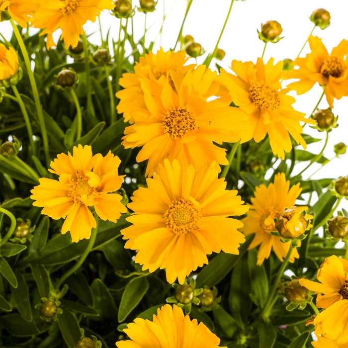 Coreopsis Grandiflora - Meisjesogen - ↕50-60cm - Ø19cm