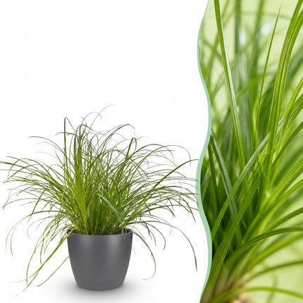 Cyperus alternifolius Zumula - Erba gatta - con vaso grigio - ↕20cm - Ø12cm