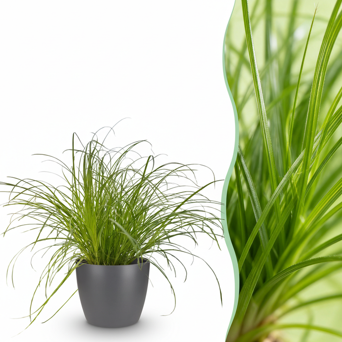 Cyperus alternifolius Zumula - Kattengras - met grijze plantenpot - ↕20cm - Ø12cm