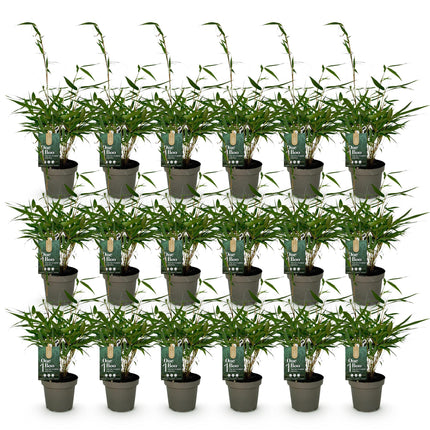 Bamboe - Fargesia robusta Pingwu - Niet Woekerend - Groen - ↕35cm - Ø14cm - 18x