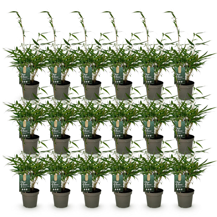 Bamboe - Fargesia robusta Pingwu - Niet Woekerend - Groen - ↕35cm - Ø14cm - 18x