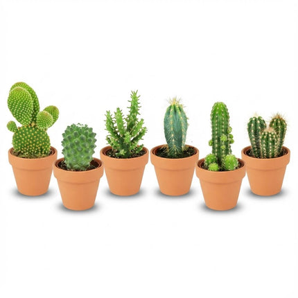 Mini-Kaktusmischung – ↕5–10 cm – Ø8,1 cm – Terrakottatöpfe – 6 Stück