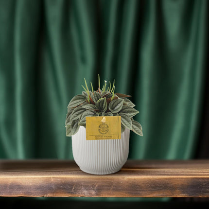 Peperomia Napoli Nuits - ↕15cm - Ø10,5cm