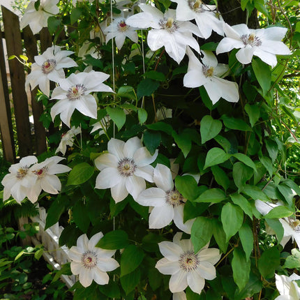 Clematide Miss Bateman - Woodbine - Fiore rosa - ↕40cm - Ø11cm - 2x