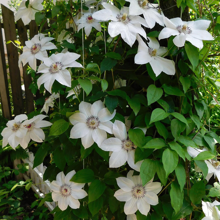 Clematis Miss bateman - Bosrank - Bloem Roze - ↕40cm - Ø11cm - 2x