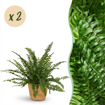 Nephrolepsis exaltata Green Lady - Fern - with Basket - ↕25cm - Ø12cm - 2x