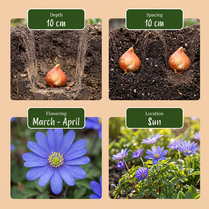 500x Bulb Garden Blue - Bloembollen - Blauwe bollentuinmix - Diversen - Zomerbloeier - Bolmaat 10/12