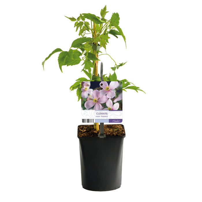 Clematis montana Rubens - Bosrank - Bloem Roze - ↕40cm - Ø11cm - 2x