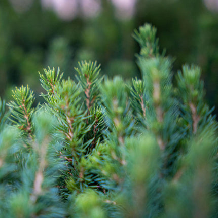 Mini Christmas tree - Picea Glauca Perfecta - ↕15-20cm - Ø6cm - 12x