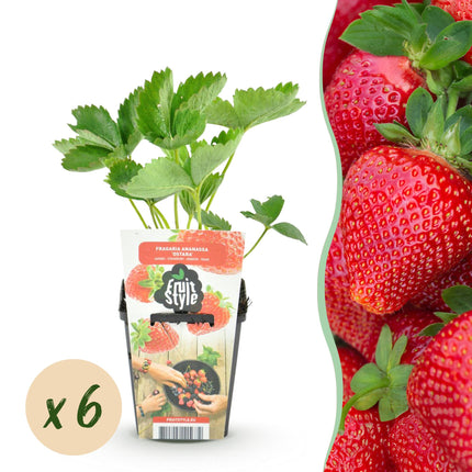 Erdbeerpflanzen – Fragaria maxim – Winterhart – 6 Pflanzen – 9-cm-Topf – Rote Erdbeere