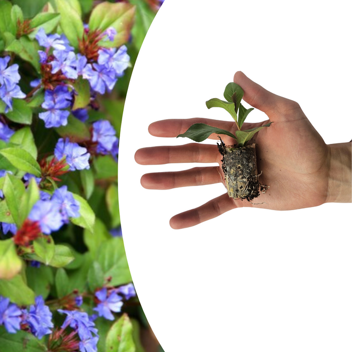 Ceratostigma – 6 Pluggen | Zelf Kweken & Genieten van een Kleurrijke Najaarstuin!