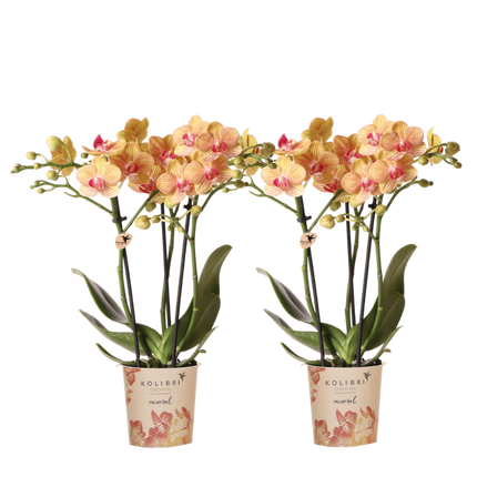 Kolibri Orchids | Combi Deal - 2 Oranje Phalaenopsis Orchideeën Mineral Jamaica - Ø9 cm