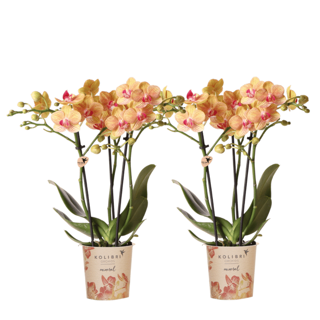 Kolibri Orchids | Combi Deal - 2 Oranje Phalaenopsis Orchideeën Mineral Jamaica - Ø9 cm