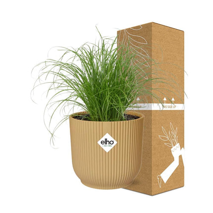 Cyperus Alternifolius Zumula in elho Vibes Fold Ø14cm gelb