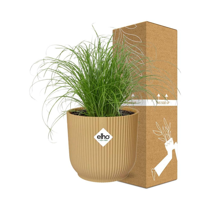 Cyperus Alternifolius Zumula in elho Vibes Fold Ø14cm geel