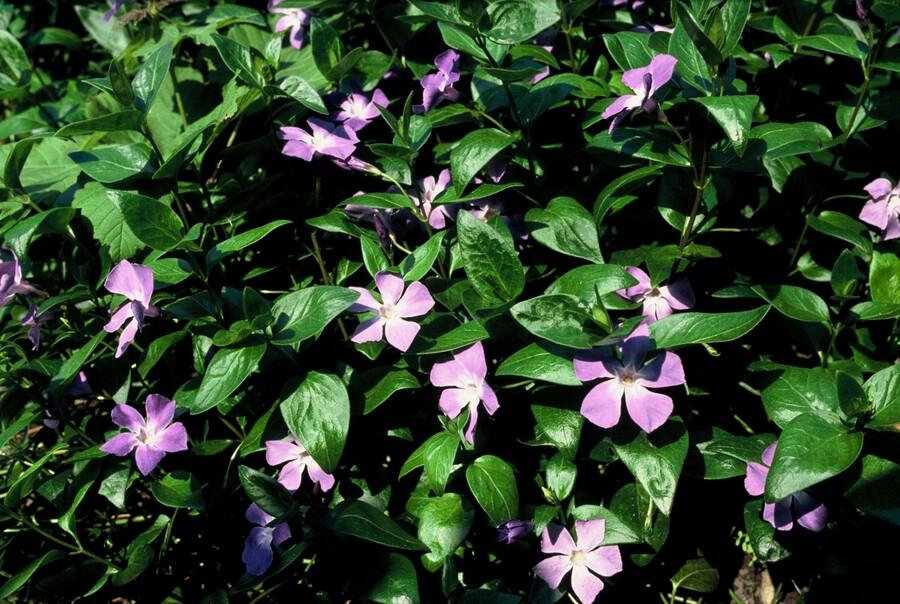 Vinca major - Grote Maagdenpalm - Bodembedekker - 6x - ↕10-25cm - Ø9cm