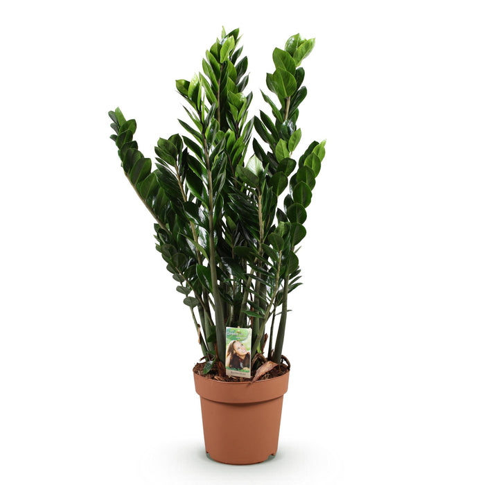 Zamioculcas - ZZ-plant - ↕80-90cm - Ø21cm