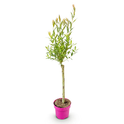 Salix Flamingo - Flamingo Wilg op stam - Ø17cm - ↕70-80cm