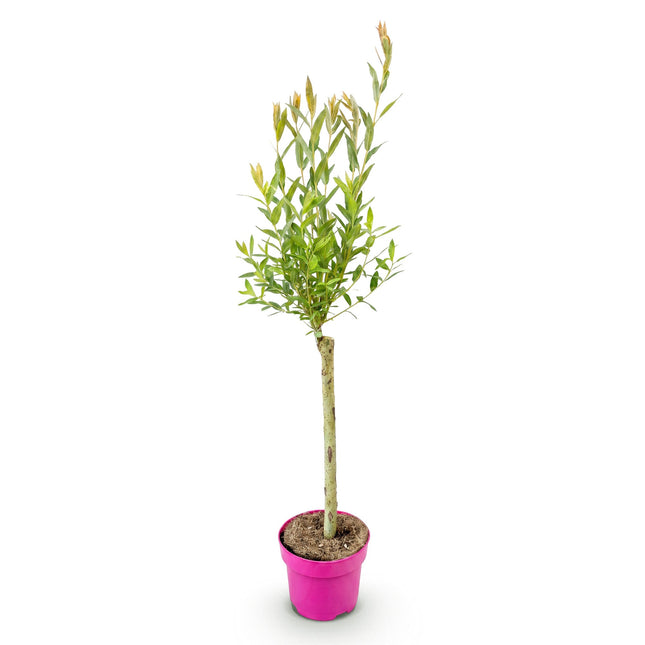 Salix Flamingo - Flamingo Wilg op stam - Ø17cm - ↕70-80cm