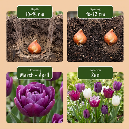 48x Tulipa Blueberry mix - Bloembollen - Bosbes mix tulp - Diversen - Voorjaarsbloeier - Bolmaat 11/12